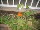 Pumpkin Patch Flower Bed